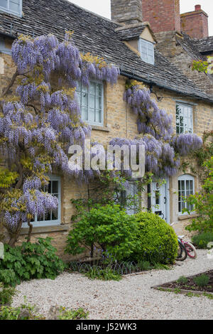 Glyzinie floribunda. Japanische Glyzinien, die im Frühling an der Außenseite eines Steinhauses im Dorf Combe blühen. Oxfordshire, England Stockfoto