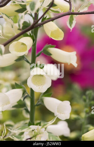 Digitalis Purpurea f Albiflora. Fingerhut weiß blühenden Blume Stockfoto