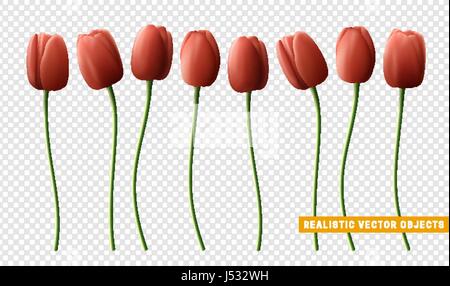 Blume Tulpe realistisch auf transparenten Hintergrund isoliert. Rote Tulpen. Stock Vektor