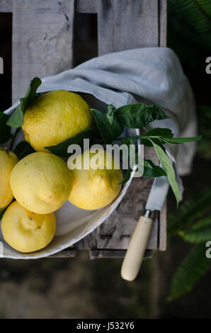Frisch gepflückten Zitronen in einem Garten Stockfoto