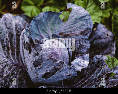 Rotkohl in einem Feld Stockfoto