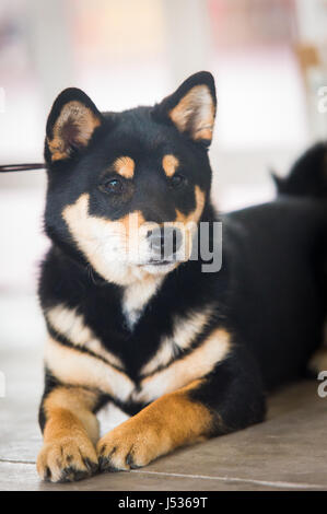 Porträt von einem Entlebucher Sennenhund Stockfoto