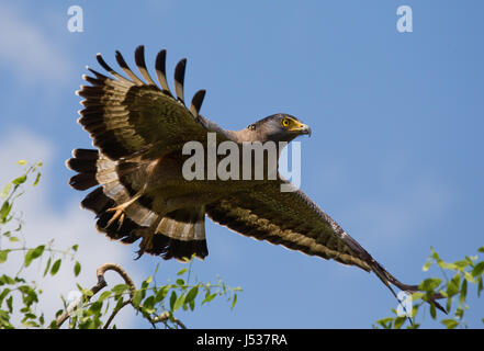 Großer Raubvogel zum Zeitpunkt des Starts. Sri Lanka. Stockfoto