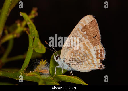 Lycaenidae sitzt auf einer Pflanze Makrofoto Stockfoto