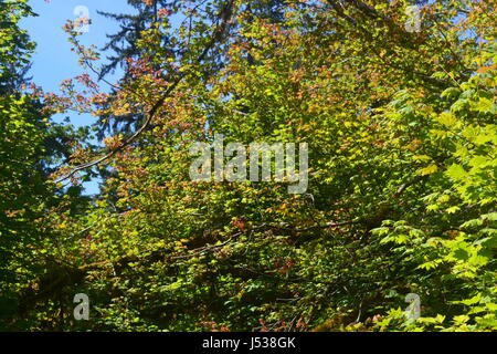 Die Herbst-Änderung Stockfoto