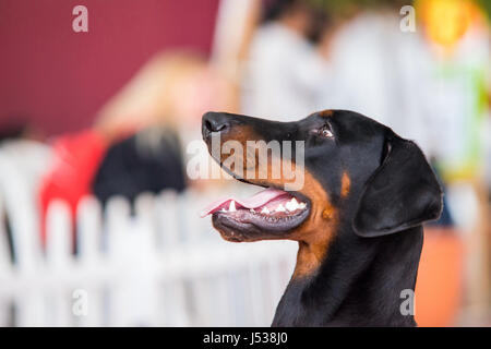 Porträt der Beauceron oder Pastor de Beauce. Hund-Porträt Stockfoto