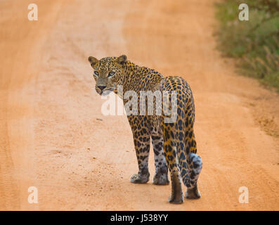 Leoparden laufen auf der Straße. Sri Lanka. Stockfoto