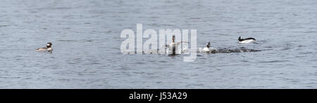 Bufflehead Enten (Bucephala Albeola).  Paarung Paare, mit Flügeln, konkurrieren um die besten Gene während ihres kurzen Aufenthalts an einem See im Norden Kanadas. Stockfoto