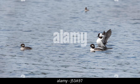 Bufflehead Enten (Bucephala Albeola).  Paarung Paare, mit Flügeln, konkurrieren um die besten Gene während ihres kurzen Aufenthalts an einem See im Norden Kanadas. Stockfoto