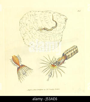 Die britische Vermischtes: oder farbigen Abbildungen der neuen, selten, oder wenig bekannte tierische Themen, etc. Bd. I., Bd. II Stockfoto