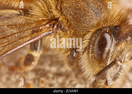 Augen und Flügel des arbeitenden Biene extreme Makro Nahaufnahme Stockfoto