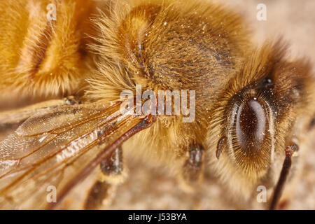 Augen und Flügel des arbeitenden Biene extreme Makro Nahaufnahme Stockfoto