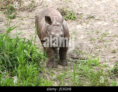 Mehr ein-gehörnte Panzernashorn (Rhinoceros Unicornis) Blätter zu essen. Stockfoto