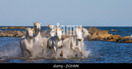 Weißen Camargue-Pferde an den Strand entlang zu galoppieren. Parc Regional de Camargue. Frankreich. Der Provence. Eine gute illustration Stockfoto