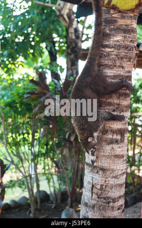 Weibliche weiße Nase Nasenbären Klettern hinunter einen Palm-Baum-Kopf zuerst Stockfoto