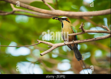 Mot Mot ruht in einem Baum einen Bug im Schnabel halten Stockfoto