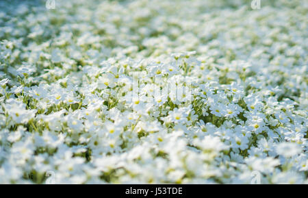 Nahaufnahme der erstaunliche weiße Blumen auf dem Feld Stockfoto