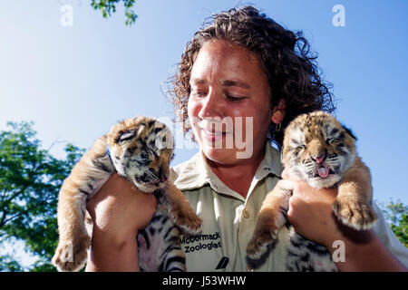 Eureka Springs Arkansas, Ozark Mountains, Turpentine Creek Wildlife Refuge, Rettung exotischer Wildkatzen, Tigerküken, geschlossene Augen, weibliche Frauen, Mitarbeiterzoo Stockfoto