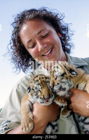 Eureka Springs Arkansas, Ozark Mountains, Turpentine Creek Wildlife Refuge, Rettung exotischer Wildkatzen, Tigerküken, geschlossene Augen, weibliche Frauen, Mitarbeiterzoo Stockfoto