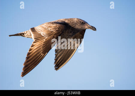 Eine Juvenile Western Möwe fliegen. Stockfoto