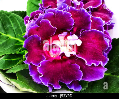 Anstand Pflanze, lila brasilianischen Gloxinia Sonate (Sinningia Speciosa) Stockfoto