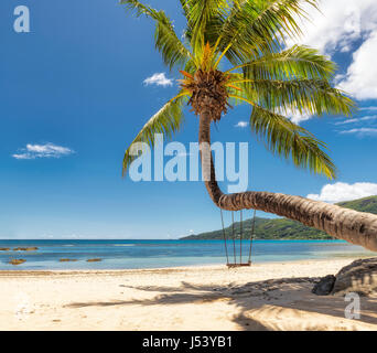 Palme am tropischen Strand. Stockfoto