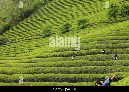 Boseong grüner Teeplantage. Ansicht von unten Stockfoto