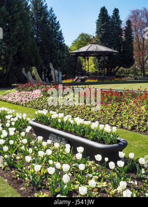 Frühlingsblumen im Kurpark am Ripon North Yorkshire England Stockfoto