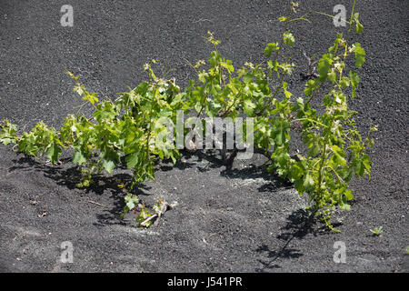 Trauben wachsen auf Baumstämmen in den Lava-Sand von Lanzarote. Stockfoto