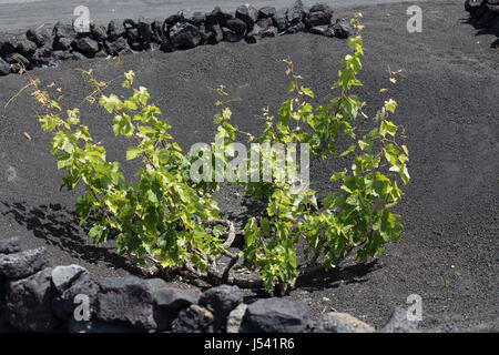 Trauben wachsen auf Baumstämmen in den Lava-Sand von Lanzarote. Stockfoto