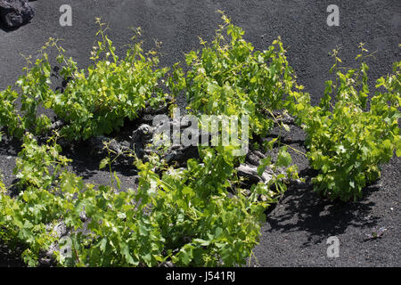 Trauben wachsen auf Baumstämmen in den Lava-Sand von Lanzarote. Stockfoto