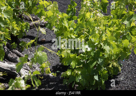 Trauben wachsen auf Baumstämmen in den Lava-Sand von Lanzarote. Stockfoto