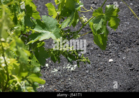 Trauben wachsen auf Baumstämmen in den Lava-Sand von Lanzarote. Stockfoto