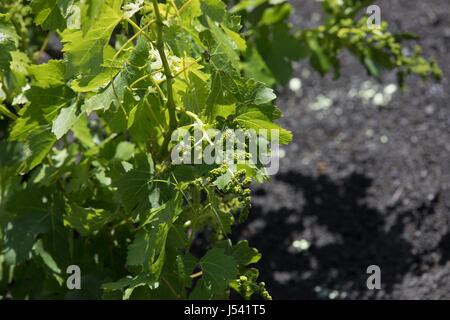 Trauben wachsen auf Baumstämmen in den Lava-Sand von Lanzarote. Stockfoto