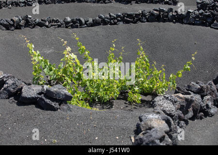 Trauben wachsen auf Baumstämmen in den Lava-Sand von Lanzarote. Stockfoto