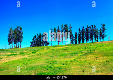 Pappel-Allee in Echigo Hillside Park Nagaoka Stadt Niigata, Japan Stockfoto