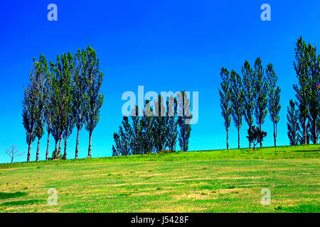 Pappel-Allee in Echigo Hillside Park Nagaoka Stadt Niigata, Japan Stockfoto