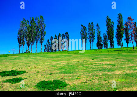 Pappel-Allee in Echigo Hillside Park Nagaoka Stadt Niigata, Japan Stockfoto