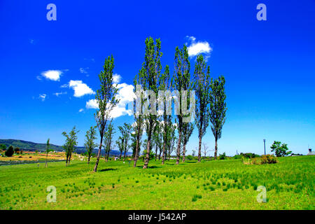 Pappel-Allee in Echigo Hillside Park Nagaoka Stadt Niigata, Japan Stockfoto