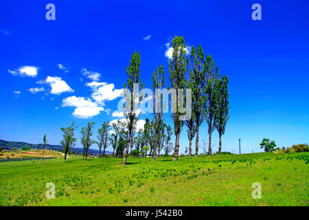 Pappel-Allee in Echigo Hillside Park Nagaoka Stadt Niigata, Japan Stockfoto