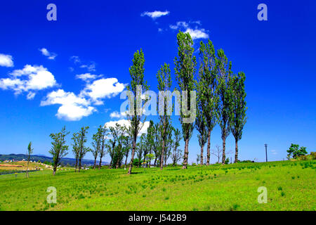 Pappel-Allee in Echigo Hillside Park Nagaoka Stadt Niigata, Japan Stockfoto