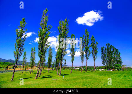 Pappel-Allee in Echigo Hillside Park Nagaoka Stadt Niigata, Japan Stockfoto