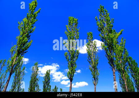 Pappel-Allee in Echigo Hillside Park Nagaoka Stadt Niigata, Japan Stockfoto