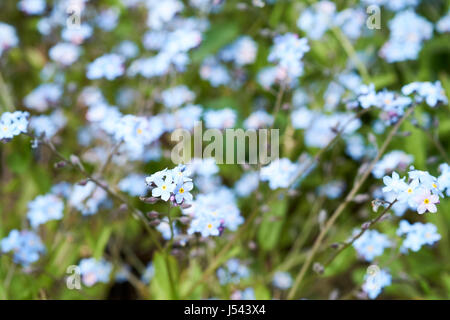 Blaue Blumen Vergissmeinnicht (Myosotis Scorpioides) Wasserpflanzen wachsen in einem englischen Landhaus Garten Blumenbeet, UK. Stockfoto