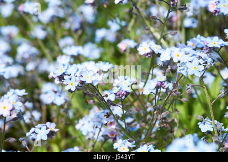Blaue Blumen Vergissmeinnicht (Myosotis Scorpioides) Wasserpflanzen wachsen in einem englischen Landhaus Garten Blumenbeet, UK. Stockfoto