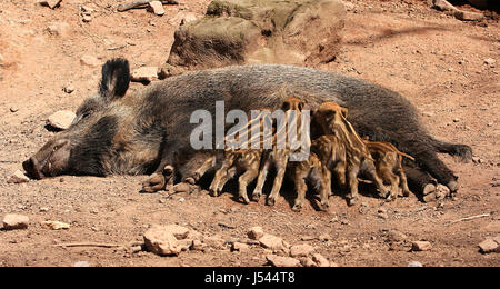 Hunger, Wildschwein, Schwein, saugen, Brooks, Wildpark, säugen, Bache, Frischlinge Stockfoto