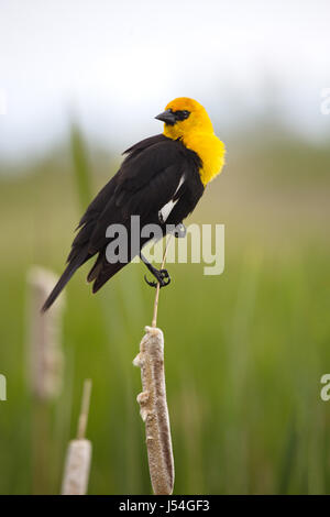 Vertikale Foto gelb-vorangegangene Amsel im Sumpf auf alten Rohrkolben Stiel thront.  Lage ist Farmington Wasservögel Verwaltungsbereich in Utah, Teil o Stockfoto