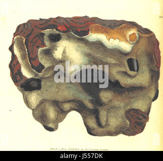 Dieses Werk, *British Mineralogy* von J. Sowerby, ist ein ausführlicher Leitfaden zur Mineralogie Großbritanniens, mit farbigen Abbildungen und Illustrationen, die bei der Identifizierung und Untersuchung britischer Mineralien helfen. Es zeigt verschiedene Mineralproben, ihre Eigenschaften und ihre geografischen Standorte auf. Stockfoto