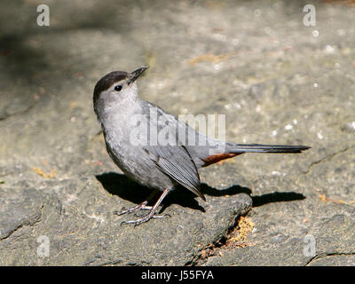 Graues Catbird auf dem Boden mit seinem Kopf drehte. Stockfoto