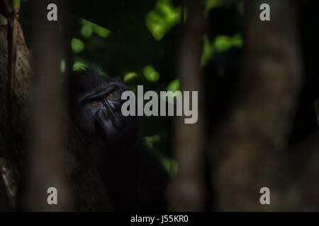 Im Tangkoko Batuangus Nature Reserve in Nord-Sulawesi, Indonesien, wird ein schwarzer Makak mit Haubenmoos aus Sulawesi hinter einem Baum fotografiert. Stockfoto